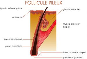 Huile d'avocat pour cheveux