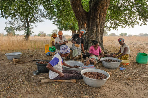 récolte karité a la main par les femmes au ghana récolte karité a la main par les femmes au ghana