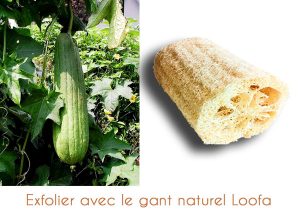 Gant Loofa Gant exfoliant Loofa