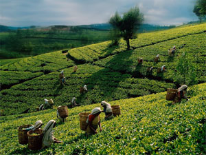Ramassage des feuilles de thé vert en Chine Ramassage des feuilles de thé en Chine