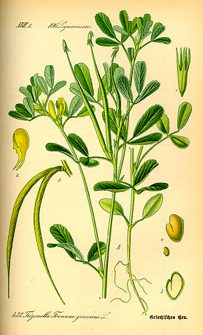 Trigonella-foenum-graecum