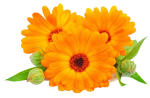 fleur calendula fleur calendula