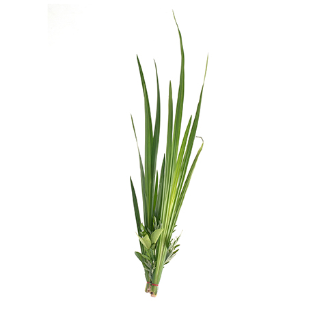 Palmarosa plante utilisée pour l'extraction de l'huile essentielle de palmarosa