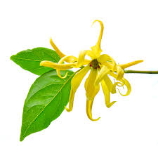 fleur d'ylang ylang pour parfums et huile essentielle