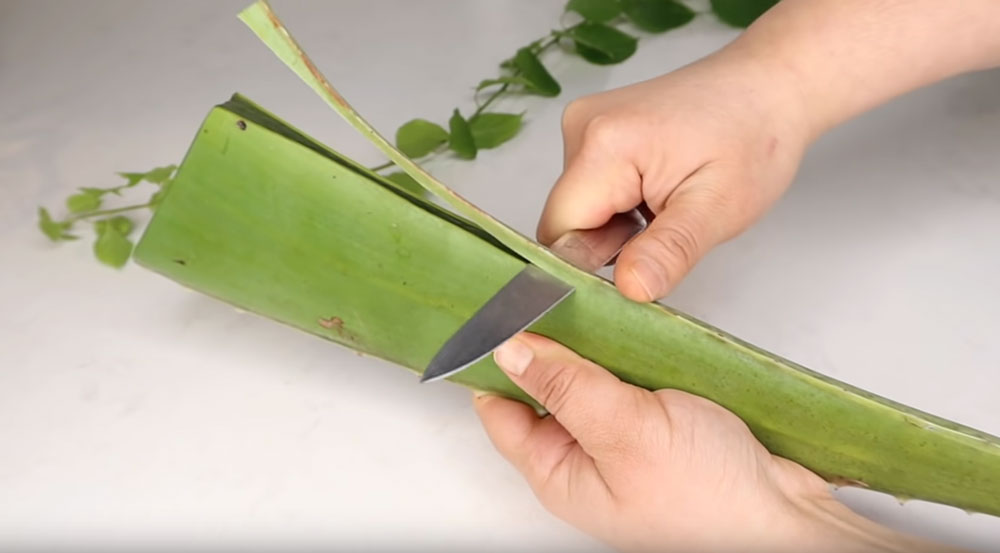 Recette du masque aloe vera cheveux : comment extraire le jus ?