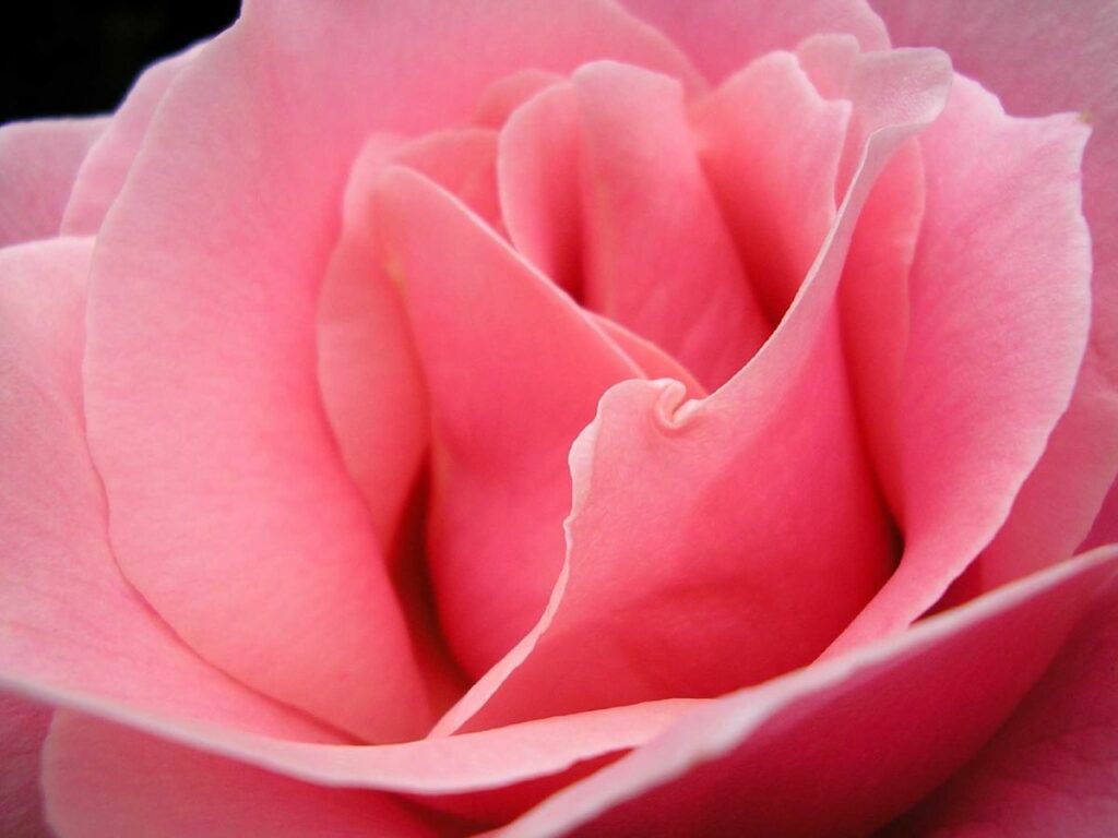 rose sels de bain