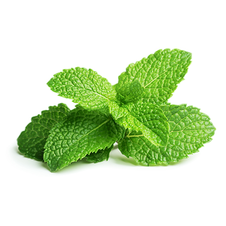 Feuilles de menthe poivrée sérvant à la fabrication de l'huile essentielle