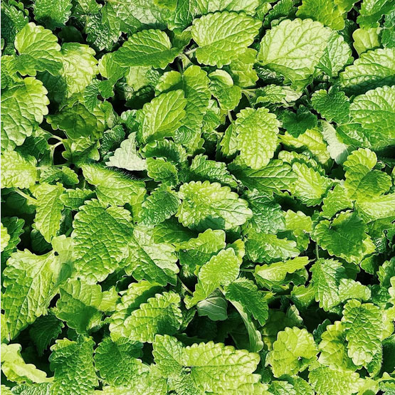 Menthe verte pour la distillation d'huile essentielle et d'hydrolat