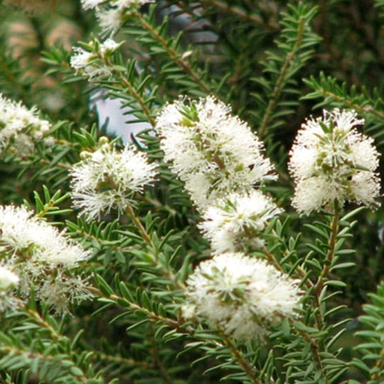 L'hydrolat d'Arbre à Thé est un produit naturel obtenu par distillation de la plante d'Arbre à Thé