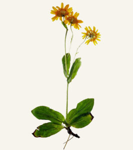 arnica plante médicinale