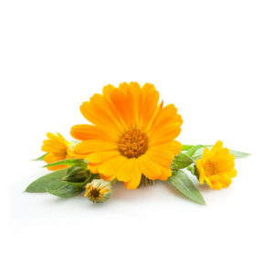calendula