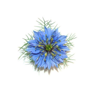 bienfaits huile de nigelle bio