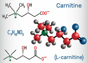 quels sont les bienfaits de la L-Carnitine