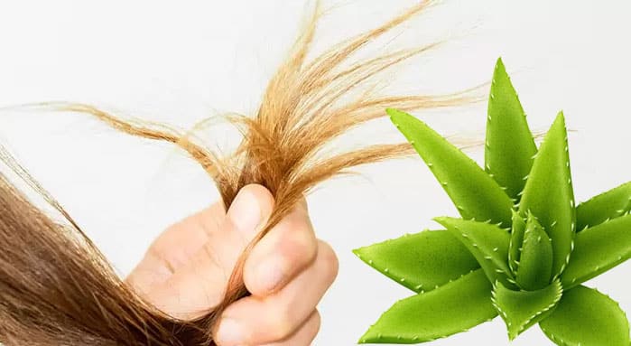 Est-ce que l'aloe vera est dangereux pour les cheveux