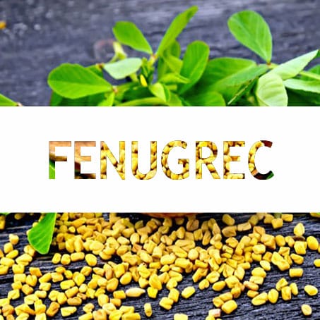 Fenugrec Bio